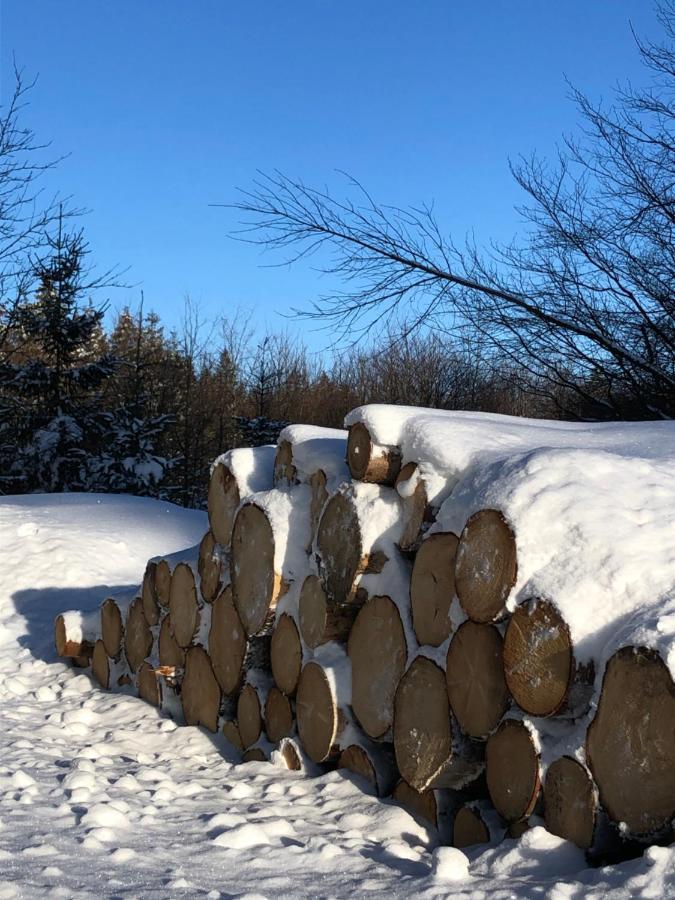 Bocksbergglueck In Hahnenklee, Endreinigung, Bezogene Betten, Handtuecher Inklusive กอสลาร์ ภายนอก รูปภาพ